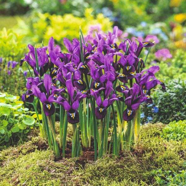 dt-brown FLOWER BULBS Iris Reticulata George Flower Bulbs