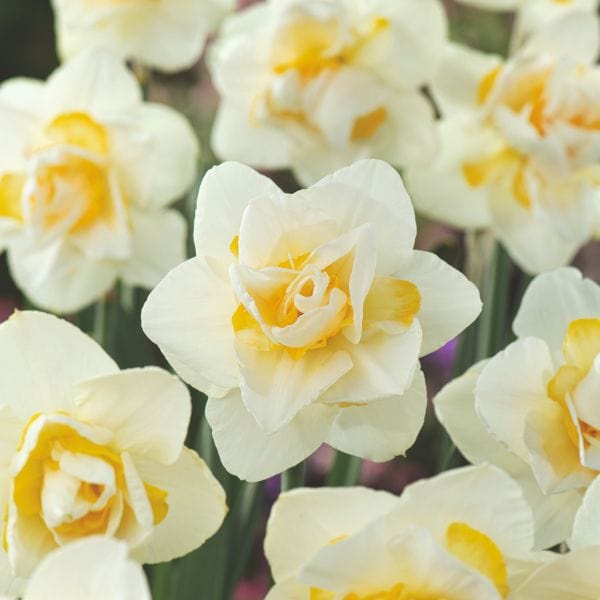dt-brown FLOWER BULBS Narcissus White Lion Flower Bulbs