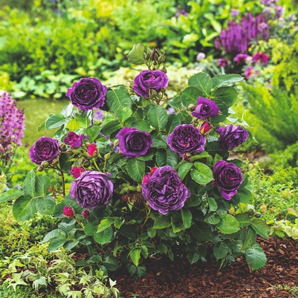 dt-brown Rose Minerva (Floribunda) Bare Root Plants