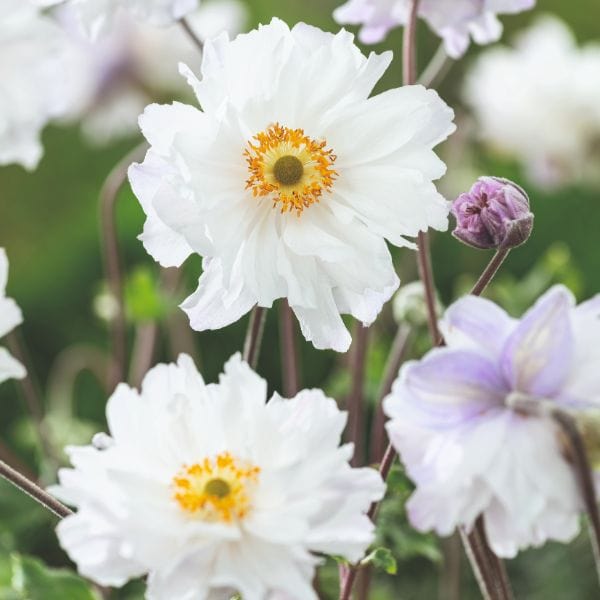 dt-brown FLOWER PLANTS Anemone x Hybrida Frilly Knickers Flower Plant
