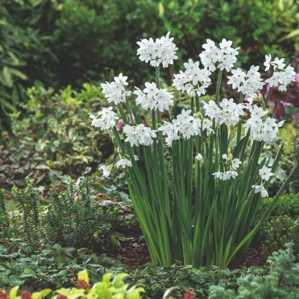 dt-brown FLOWER BULBS Narcissi Paperwhite Ziva Flower Bulbs