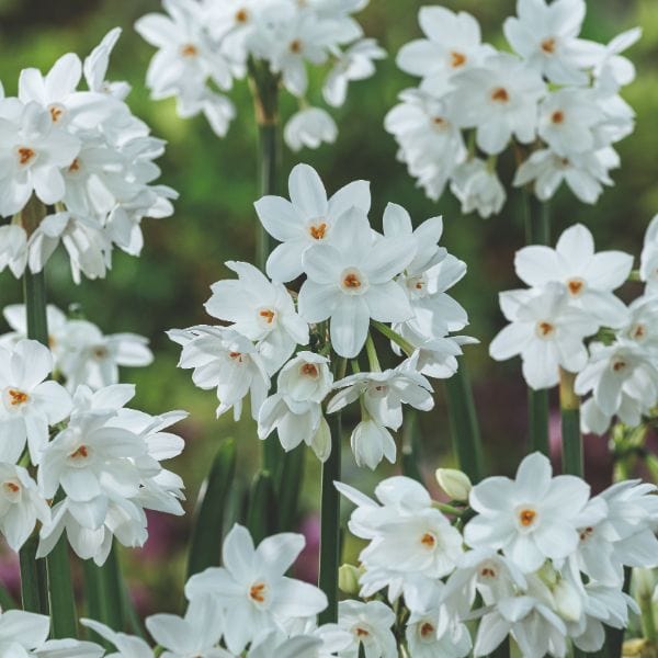 dt-brown FLOWER BULBS Narcissi Paperwhite Ziva Flower Bulbs