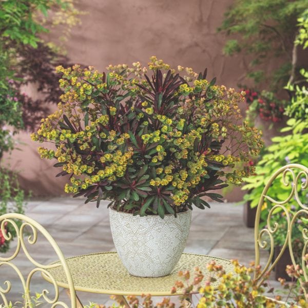 dt-brown FLOWER PLANTS Euphorbia x Martini Miner's Merlot Flower Plant