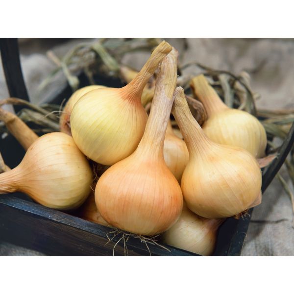 Onion Walla Walla Seeds