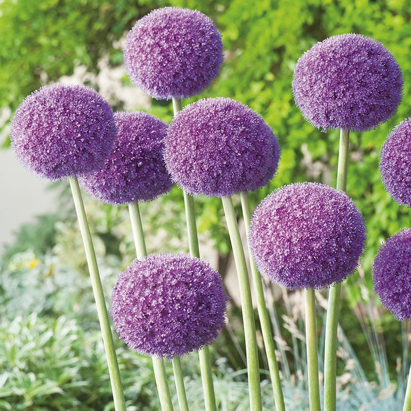 Purple spherical flowers with green stems against a blurred green background