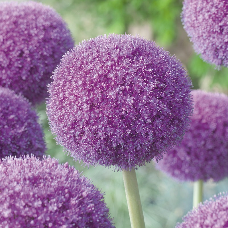Close-up of purple globe onions with a blurred green background