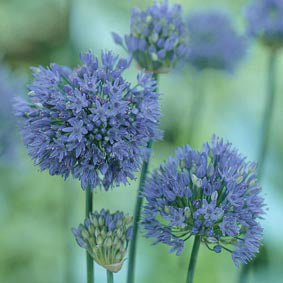 Close-up of purple allium flowers with a blurred green background