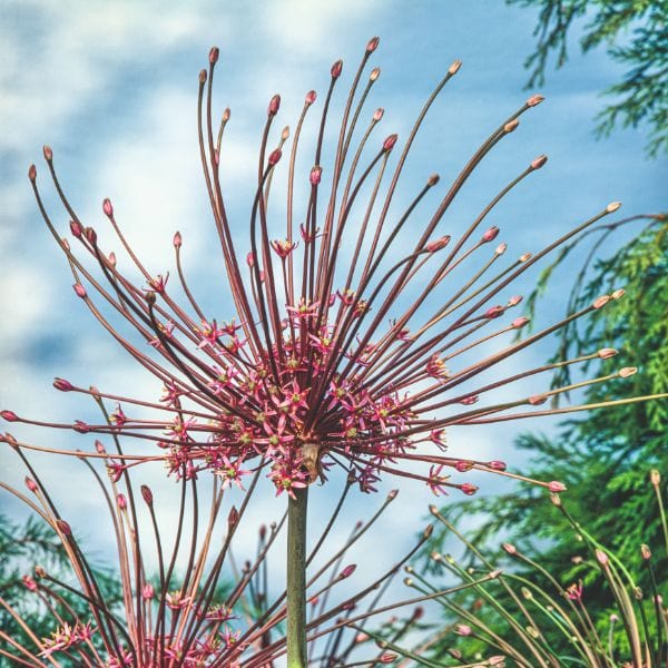 dt-brown FLOWER BULBS Allium Schubertii Flower Bulbs