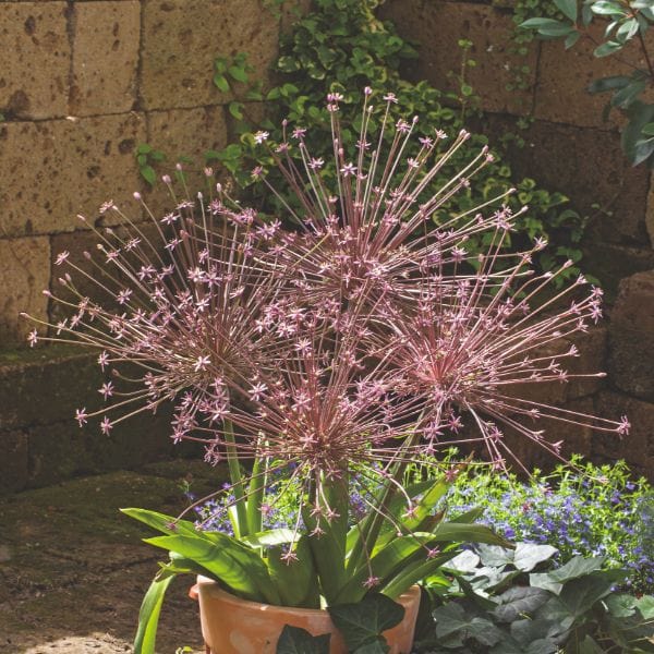 dt-brown FLOWER BULBS Allium Schubertii Flower Bulbs