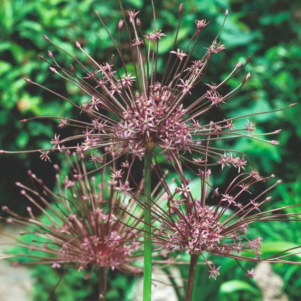 dt-brown FLOWER BULBS Allium Schubertii Flower Bulbs