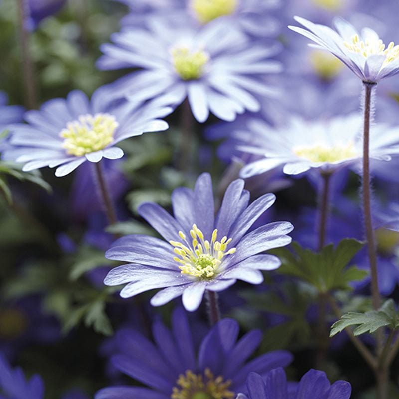 dt-brown FLOWER BULBS Anemone blanda Blue Shades Flower Bulbs