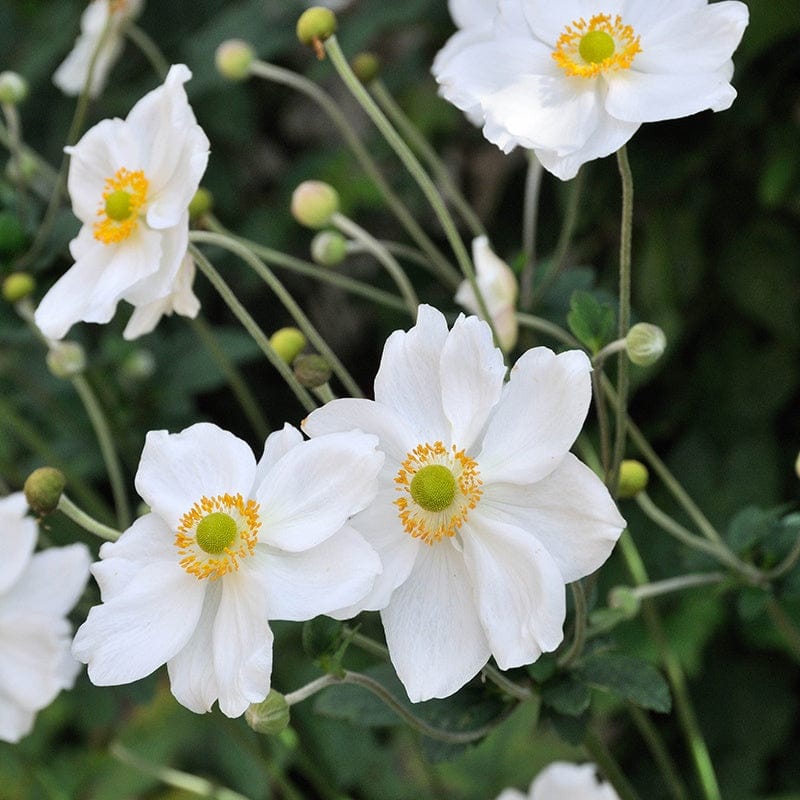 DT Brown FLOWER PLANTS Anemone Honorine Jobert Flower Plants