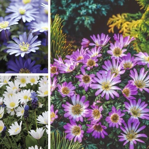 dt-brown FLOWER BULBS Anemone Blanda Collection Flower Bulbs