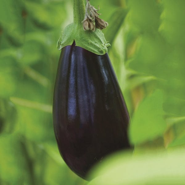 dt-brown VEGETABLE PLANTS 3 x 9cm Potted Plants (EARLY) Aubergine Black F1 Pearl Grafted Plants