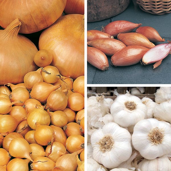dt-brown ONIONS/GARLIC/SHALLOTS Autumn Planting Onion, Shallot & Garlic Collection