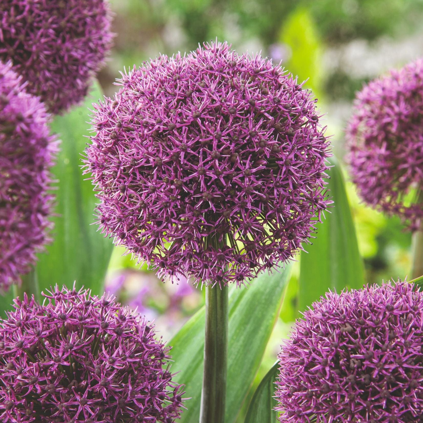 dt-brown FLOWER BULBS Allium Border Flower Bulb Mix
