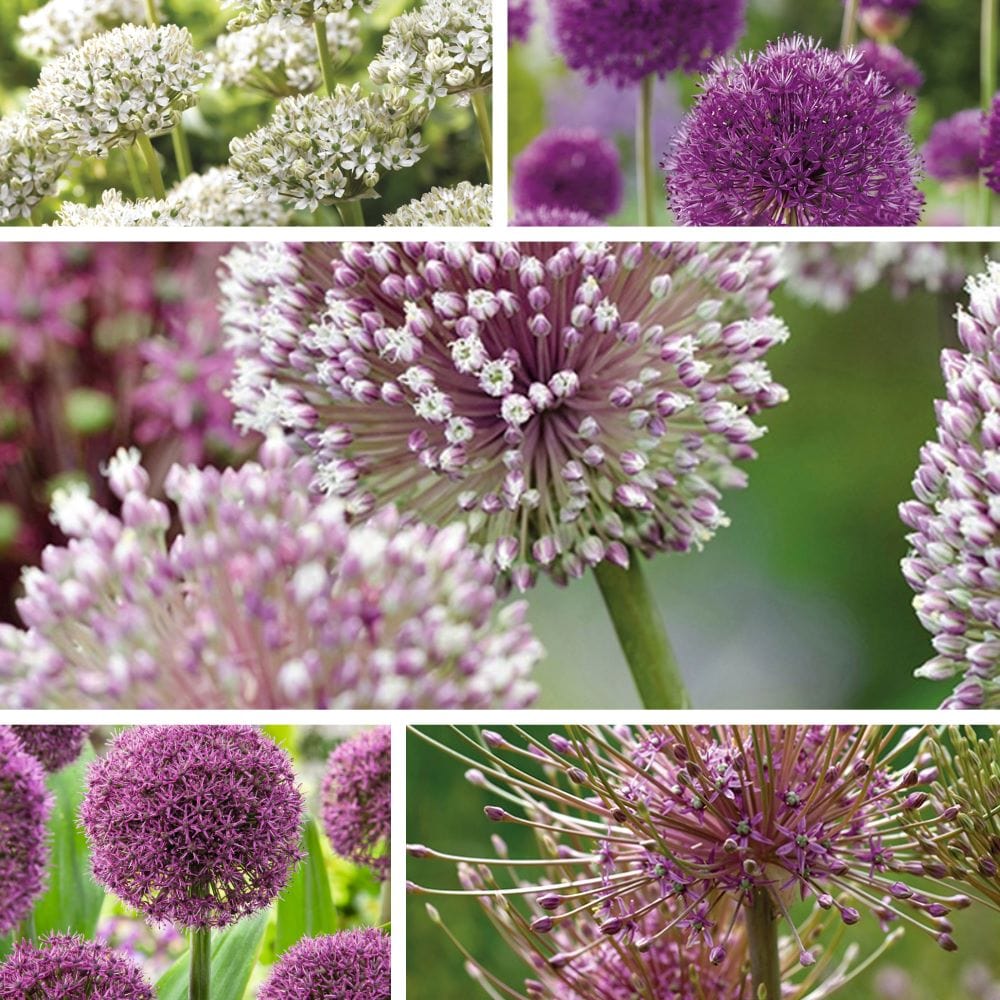 dt-brown FLOWER BULBS Allium Border Flower Bulb Mix