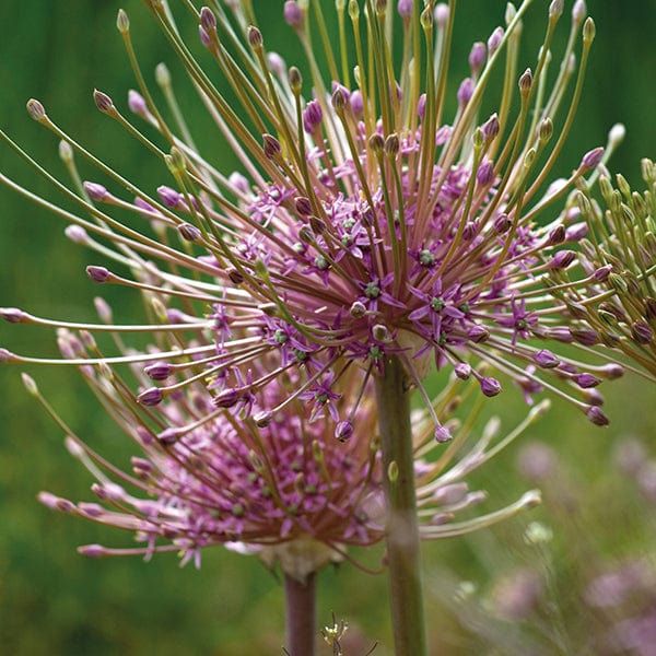 dt-brown FLOWER BULBS Allium Schubertii Flower Bulbs