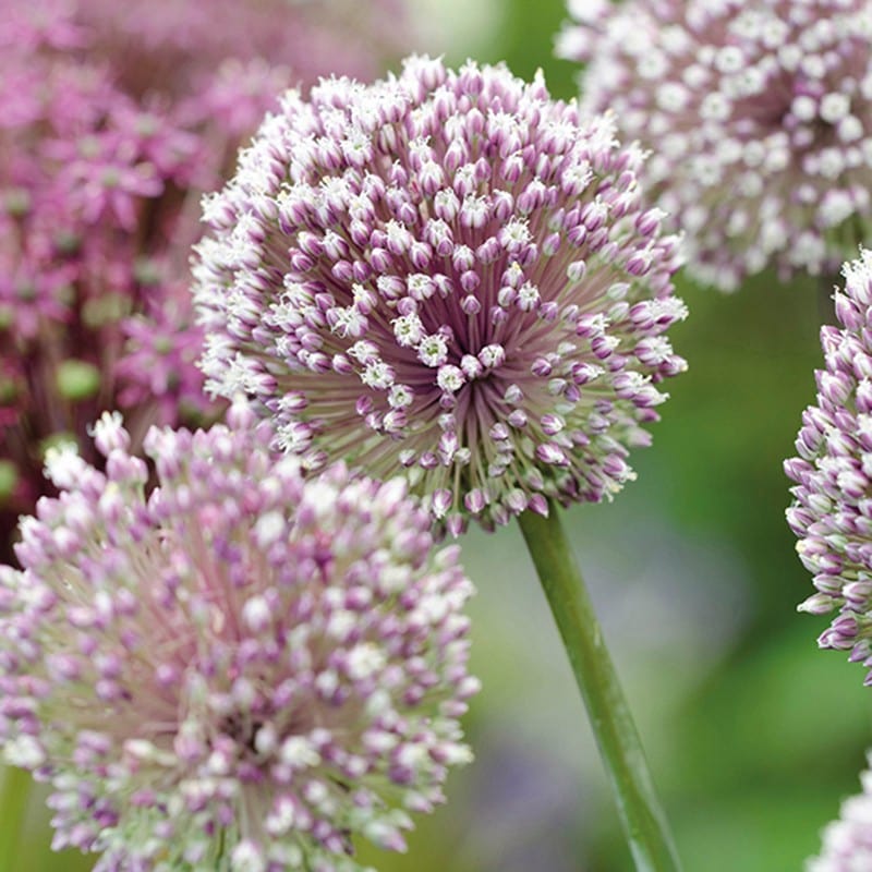 dt-brown FLOWER BULBS Allium Border Flower Bulb Mix