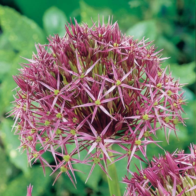 dt-brown FLOWER BULBS Allium cristophii Bulbs