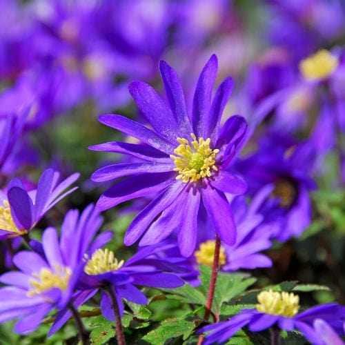 dt-brown FLOWER BULBS Anemone blanda Blue Shades Flower Bulbs