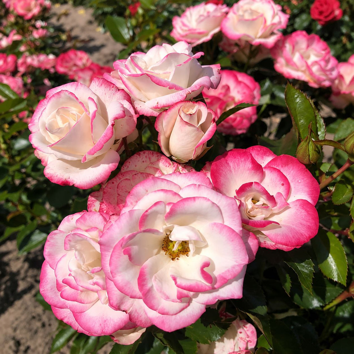 Rose Art Deco Bush (Floribunda)