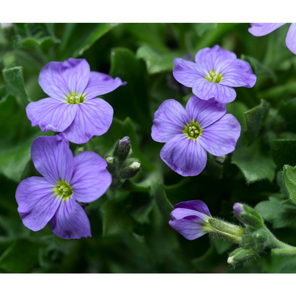 Aubrieta Katie Mix Garden Ready Bedding Plants