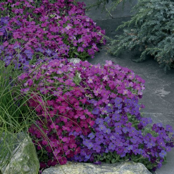 dt-brown Aubrieta Katie Mix Garden Ready Bedding Plants