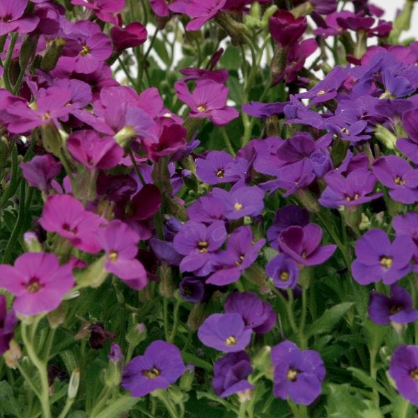 dt-brown Aubrieta Katie Mix Garden Ready Bedding Plants