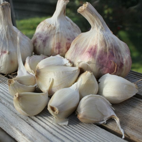 dt-brown ONIONS/GARLIC/SHALLOTS Garlic Organic Bulbs