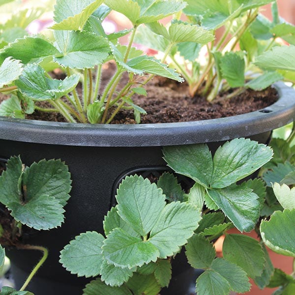 dt-brown HARDWARE Hanging Baskets 12in