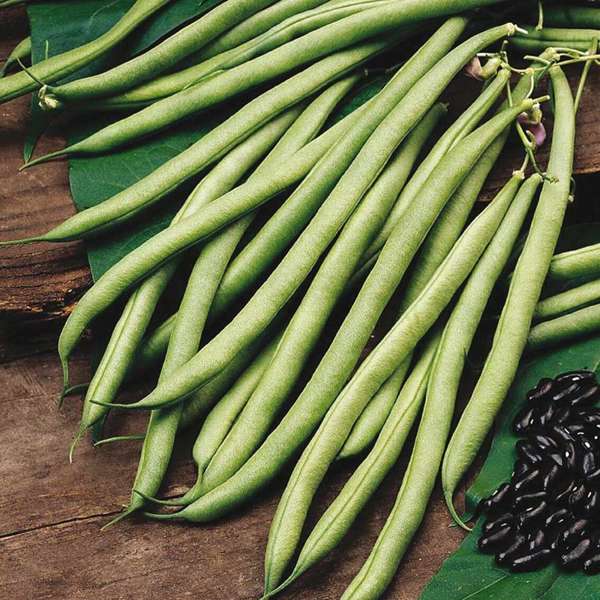 dt-brown VEGETABLE PLANTS 6 x garden ready plants (EARLY) French Bean  Climbing Cobra Vegetable Plants