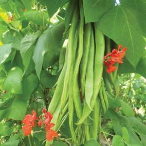 dt-brown VEGETABLE PLANTS 6 x garden ready plants (Late plants) Runner Bean Firestorm AGM Vegetable Plants