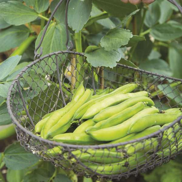 DT Brown VEGETABLE PLANTS Broad Bean Luz de Otono