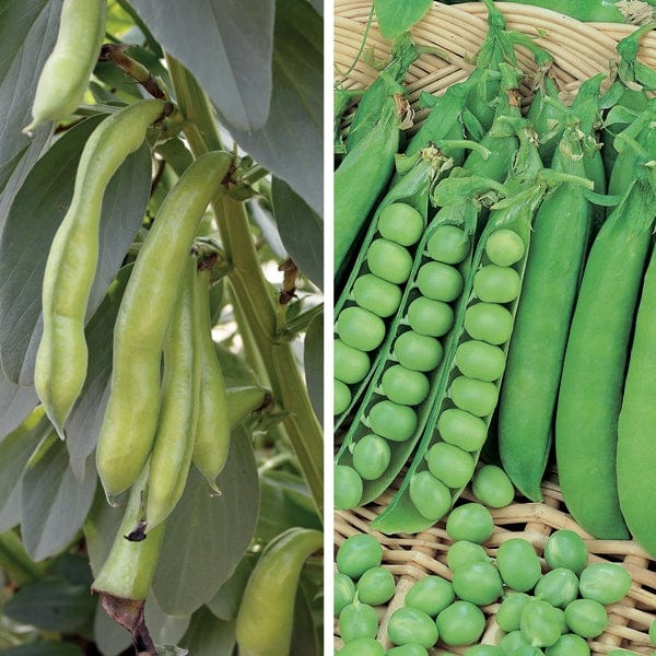 dt-brown VEGETABLE SEEDS Autumn Planting Broad Bean and Pea Seed Collection