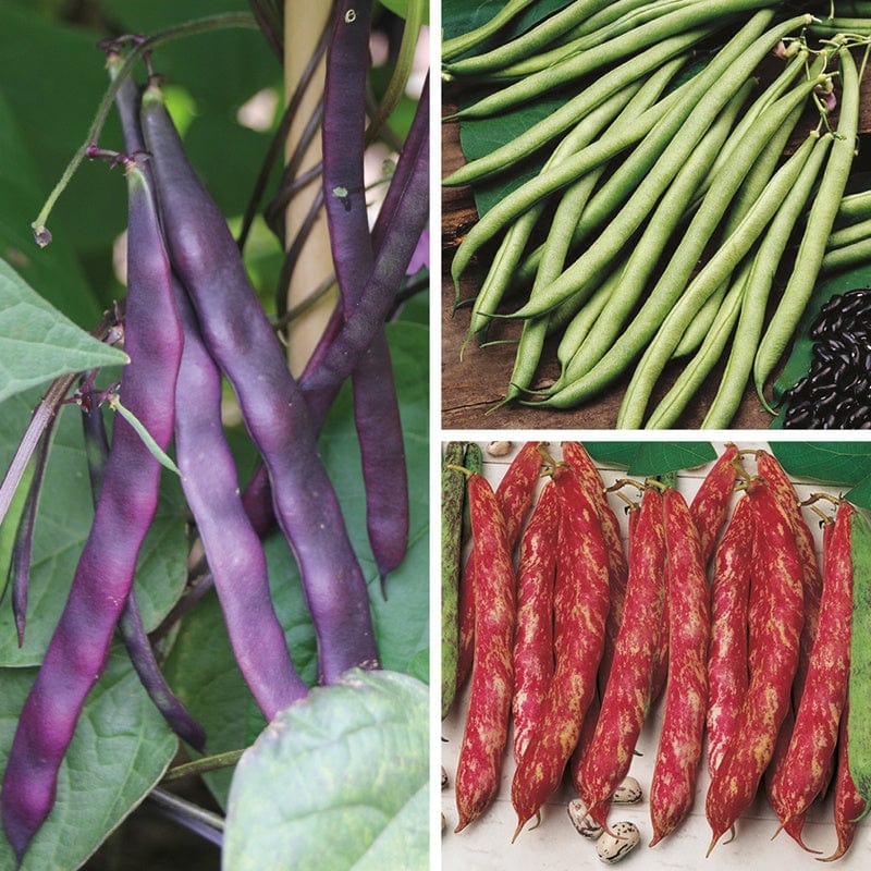 dt-brown VEGETABLE PLANTS 18 x garden ready plants (LATE) Climbing French Bean Veg Plant Collection