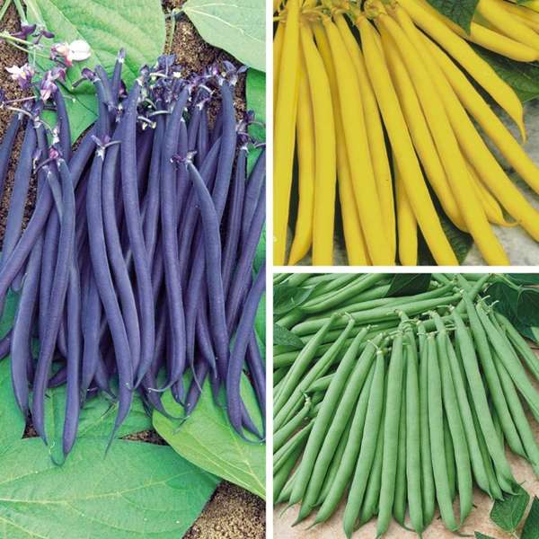 Three types of beans: purple, yellow, and green, on a leafy background.