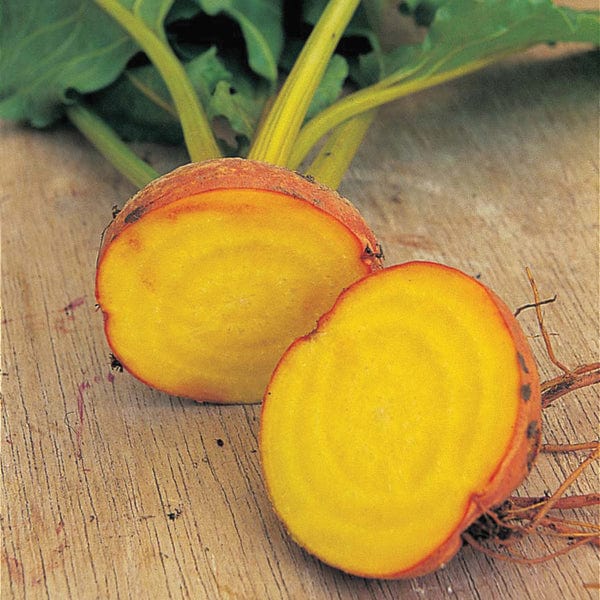 dt-brown VEGETABLE PLANTS 10 Plants (LATE) Beetroot Burpees Golden Veg Plants