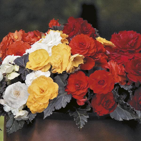 dt-brown FLOWER PLANTS Begonia Non-stop Mocca Mixed F1 Plug Plants