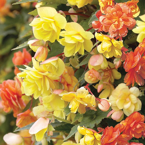 DT Brown FLOWER PLANTS Begonia Illumination Apricot Shades F1 Plug Plants