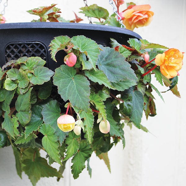 DT Brown FLOWER PLANTS Begonia Illumination Salmon Pink F1 Plug Plants
