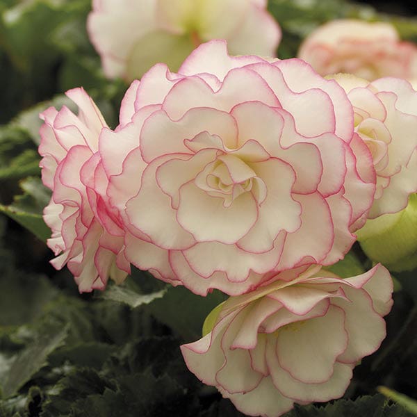 dt-brown FLOWER BULBS Begonia Picotee Pink Halo Flower Bulbs
