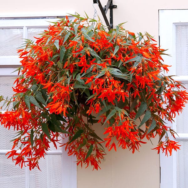 DT Brown FLOWER PLANTS Begonia Santa Cruz Sunset Plug Plants