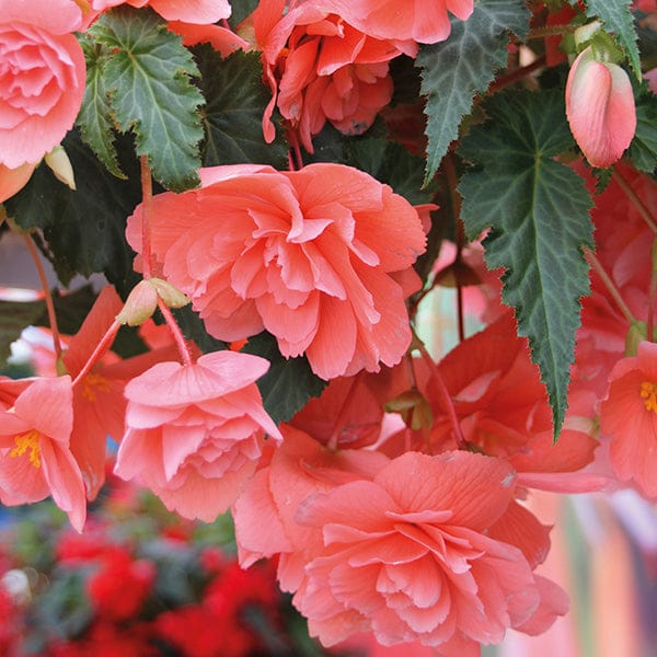 DT Brown FLOWER PLANTS Begonia Illumination Salmon Pink F1 Plug Plants