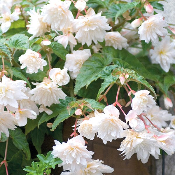 DT Brown FLOWER PLANTS Begonia Illumination White F1 Plug Plants