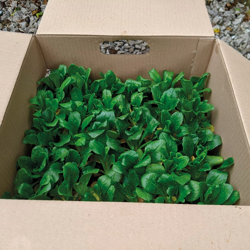 Bellis English Daisy Flower Plants