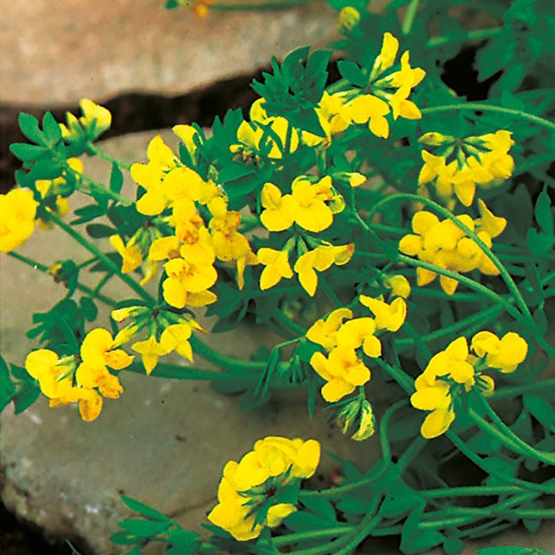 dt-brown FLOWER PLANTS 5 Young Plants Birds Foot Trefoil Plants