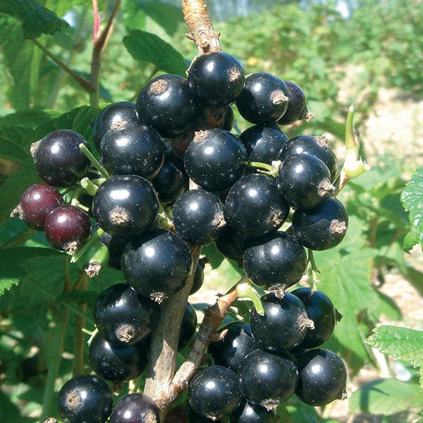 dt-brown FRUIT 2ltr Potted Plant Blackcurrant Ebony Fruit Plant