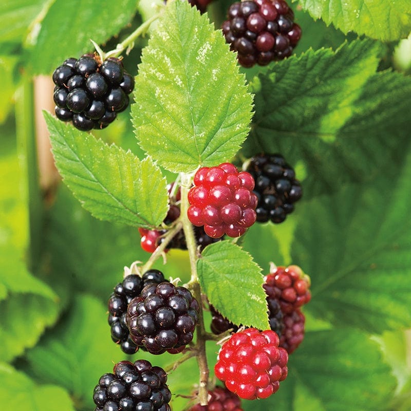 dt-brown FRUIT Blackberry Chester Fruit Plant (Floricane)