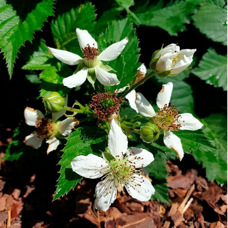 dt-brown FRUIT Blackberry TinyBlack Fruit Plant